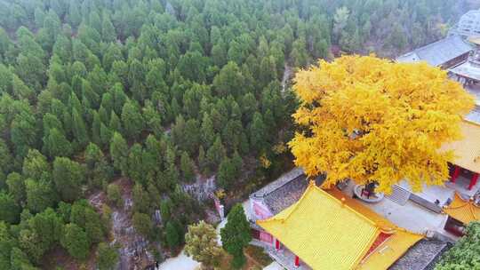 山东济南淌豆寺秋天航拍寺庙