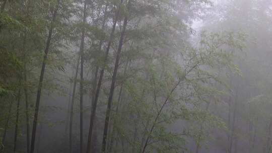 下雨天茂密的竹林枝叶繁茂生机勃勃的景象