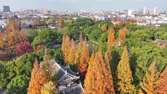 上海秋天 嘉定秋天 上海孔庙