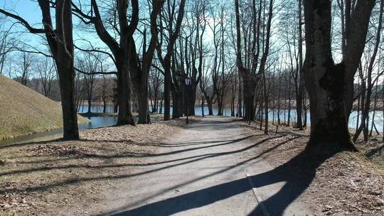 有湖有树的林间小路