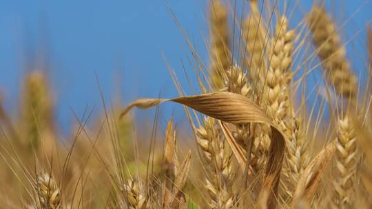 金黄的小麦麦穗麦子视频素材模板下载