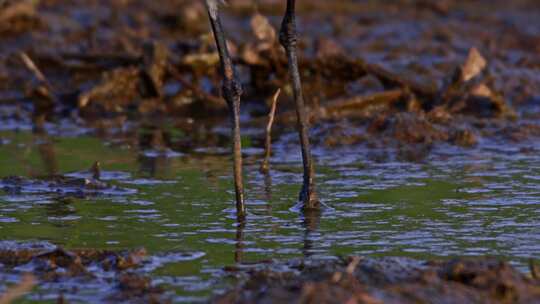 Spur Winged Lapwing，