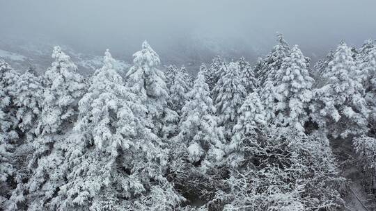 航拍湖北神农架冬季冬天冰雪雪松雪景