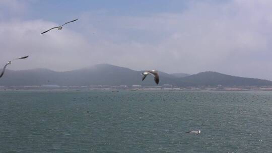 海洋牧场海岛风光