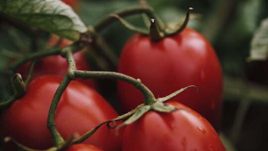 番茄 蔬菜 西红柿 水果