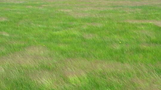 草原上随风舞动的草