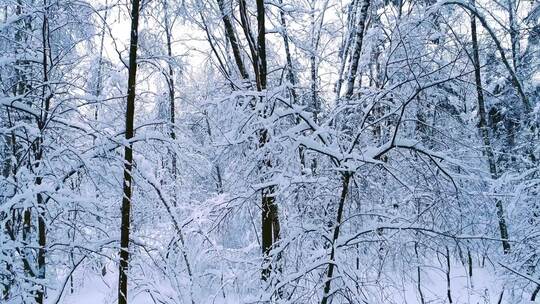 航拍像童话背景般的冬季森林白雪皑皑的树枝