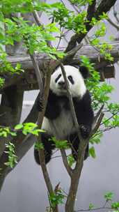 一只独自爬树玩耍的可爱国宝大熊猫幼崽