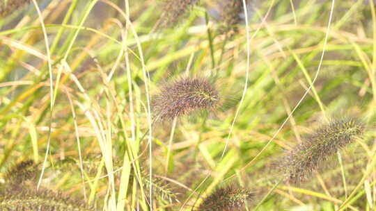 大尾巴草狗尾草 乡间田野