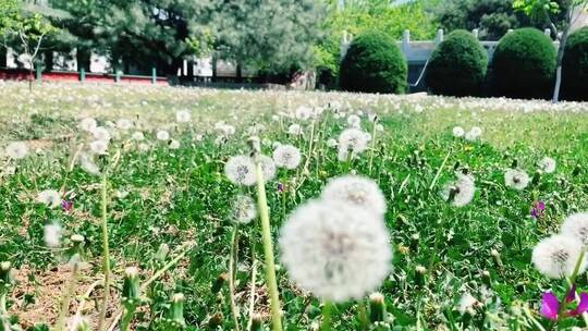 旅行大玩家，好看的风景真的会很治愈