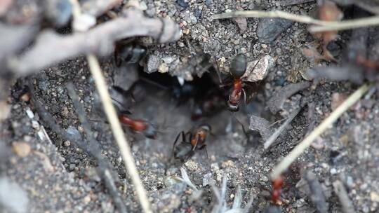 蚁丘里的蚂蚁