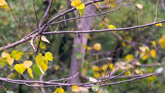 4K升格实拍北京的秋天随风摇摆黄叶