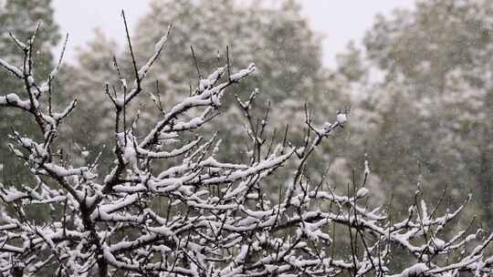 寒冷冬天公园里大雪中的树木空境升格