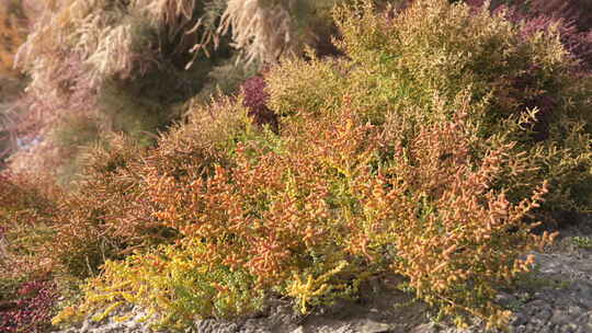 新疆秋天沙漠植被4K素材