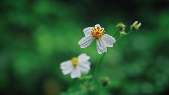 白花鬼针草开花春雷春雨春天绿植2551