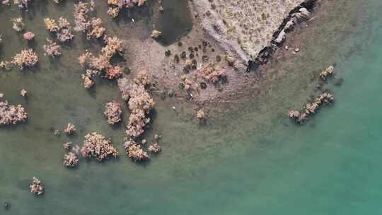 赤金峡水库湿地胡杨航拍