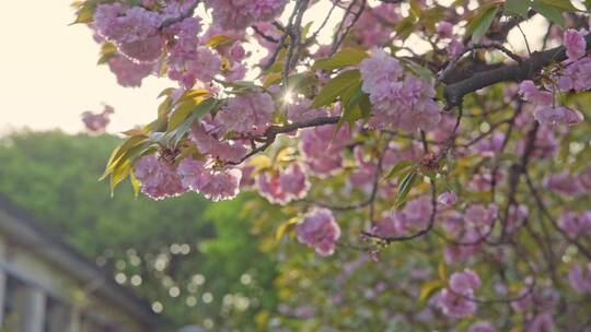 春天阳光下的晚樱樱花八重樱视频素材模板下载