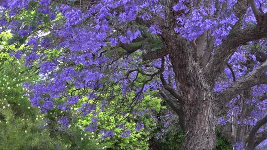 蓝花楹树的特写