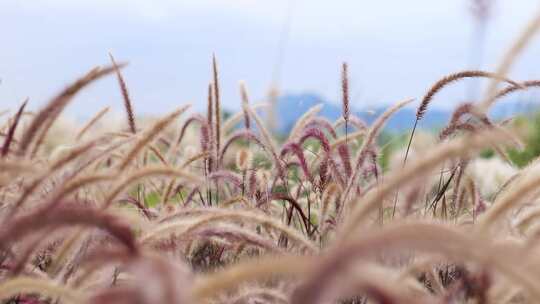 生态湿地狗尾巴草芦苇 4k50p