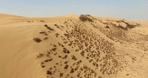 沙漠 植物 航拍 沙丘 沙漠化 固沙
