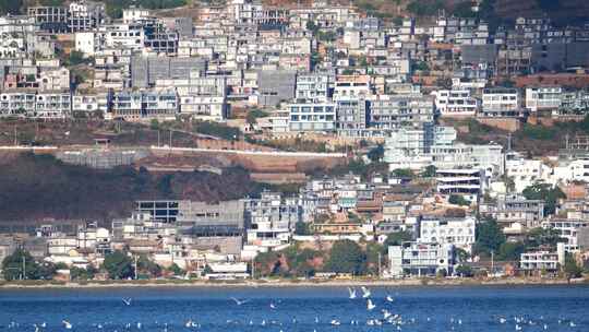 【精品】海鸥红嘴鸥大理洱海昆明滇池视频素材模板下载