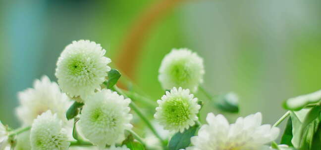 夏日 阳光 草地 雏菊