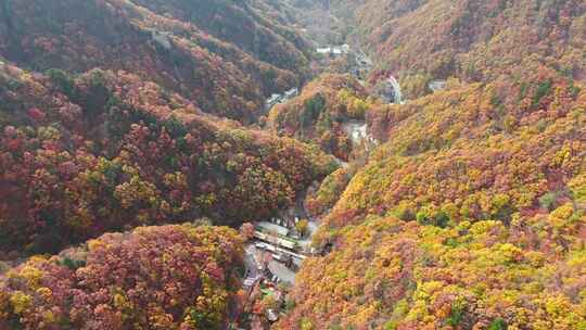 秋季森林自然风景实拍视频