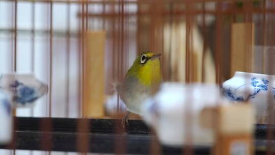 高速升格拍摄鸟笼中的观赏鸟