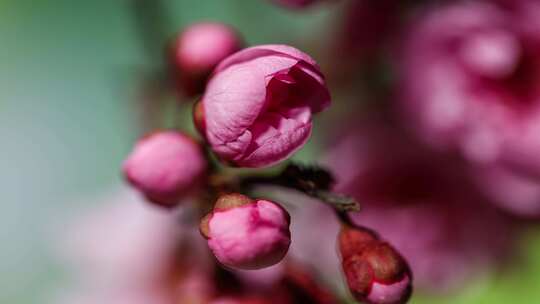 特写粉色花卉花苞