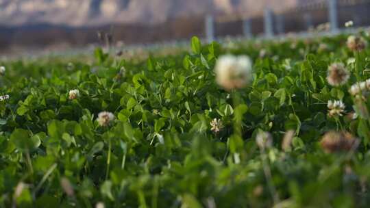 绿色 蒲公英 绿植 草 植物 花