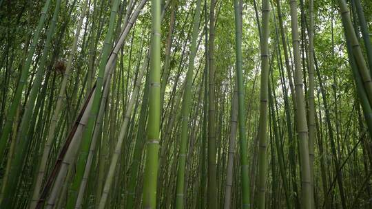 竹子竹林写意水墨