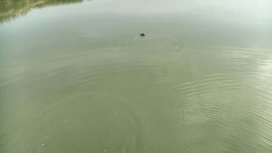 湿地公园野鸭游泳