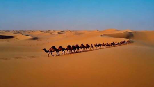 沙漠中行进的骆驼队伍