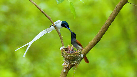鸟族一枝花白绶带雌雄树枝上共同喂雏鸟
