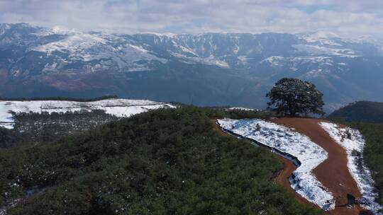 冬天冰雪的高山顶上一棵孤独的大