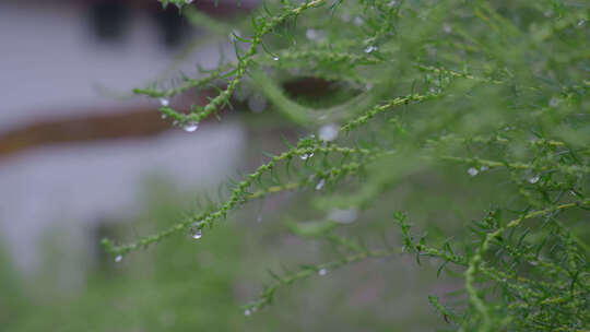 雨滴露珠水珠