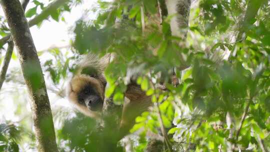雌性黑色嚎叫者，alouatta caraya栖息在树顶，透过茂密的绿色树叶偷看视频素材模板下载