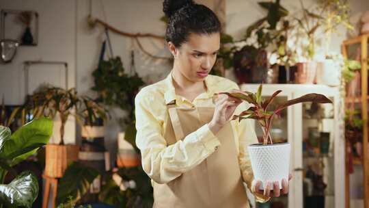 女人，花店，植物园，温室