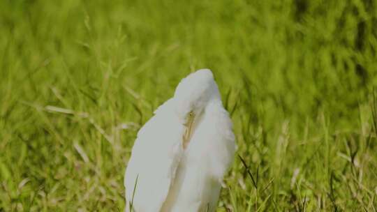 云南普洱东方白鹳、丹顶鹤和其它鹳类