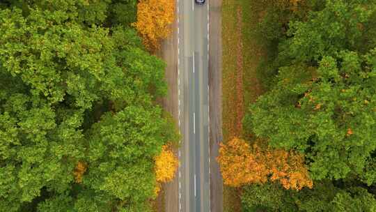 秋天森林道路的鸟瞰图