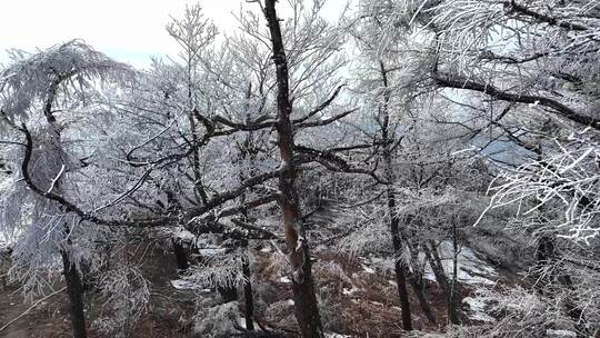 泰山之巅，春日雾凇