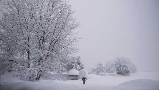 冬天大雪纷飞下雪暴雪雪景