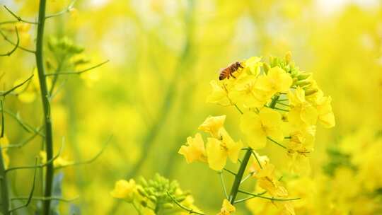 小蜜蜂花草中采蜜