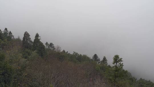 雾天树木树枝阴天树林雨天森林山间云雾缭绕