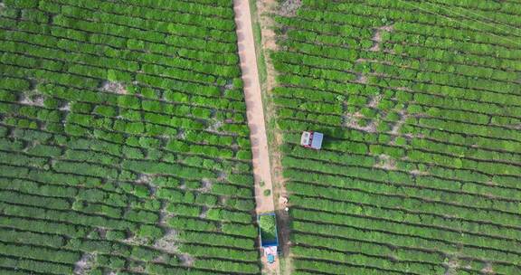 农机茶园采茶航拍