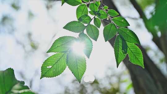 池塘边阳光逆光反射植物树叶光影