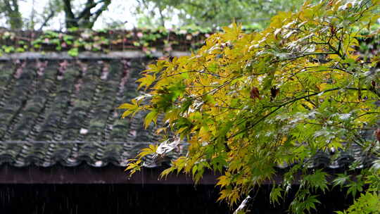 下雨天古风屋檐前的植物