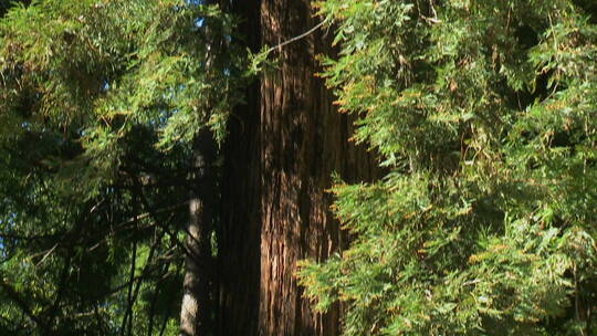 加州大苏尔的红杉树视频素材模板下载