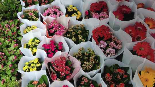 花店鲜花实拍