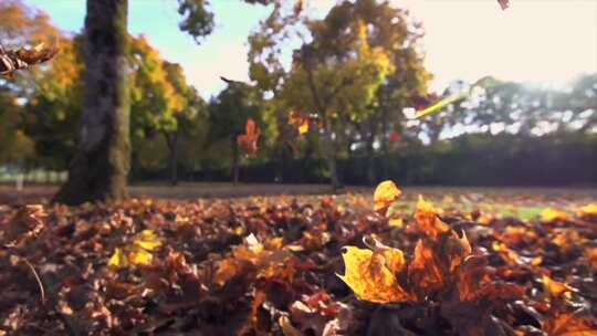 秋天红叶黄叶树叶飘落在地落叶唯美慢镜头视频素材模板下载